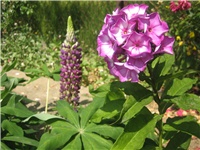 8baf955d-phlox i vučika.jpg